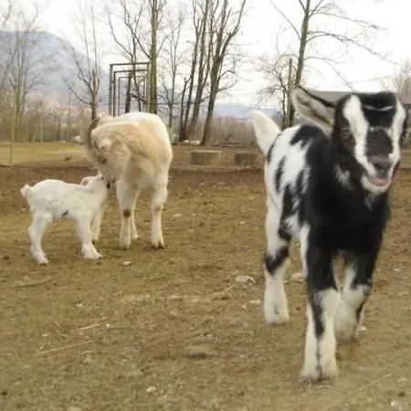 Πανσιόν Guest House Sterk Νόβα Γκόριτσα