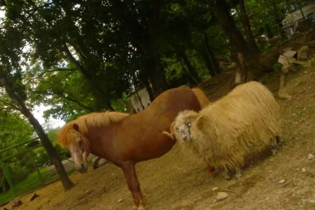 Guest House Šterk Nova Gorica