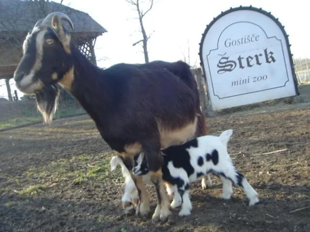 Guest House Sterk Affittacamere