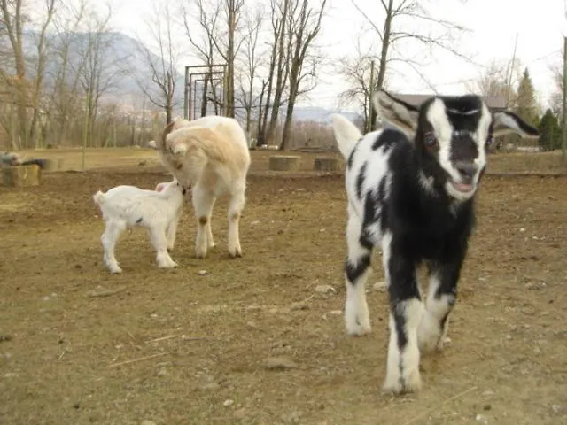 Affittacamere Guest House Sterk Nova Gorica